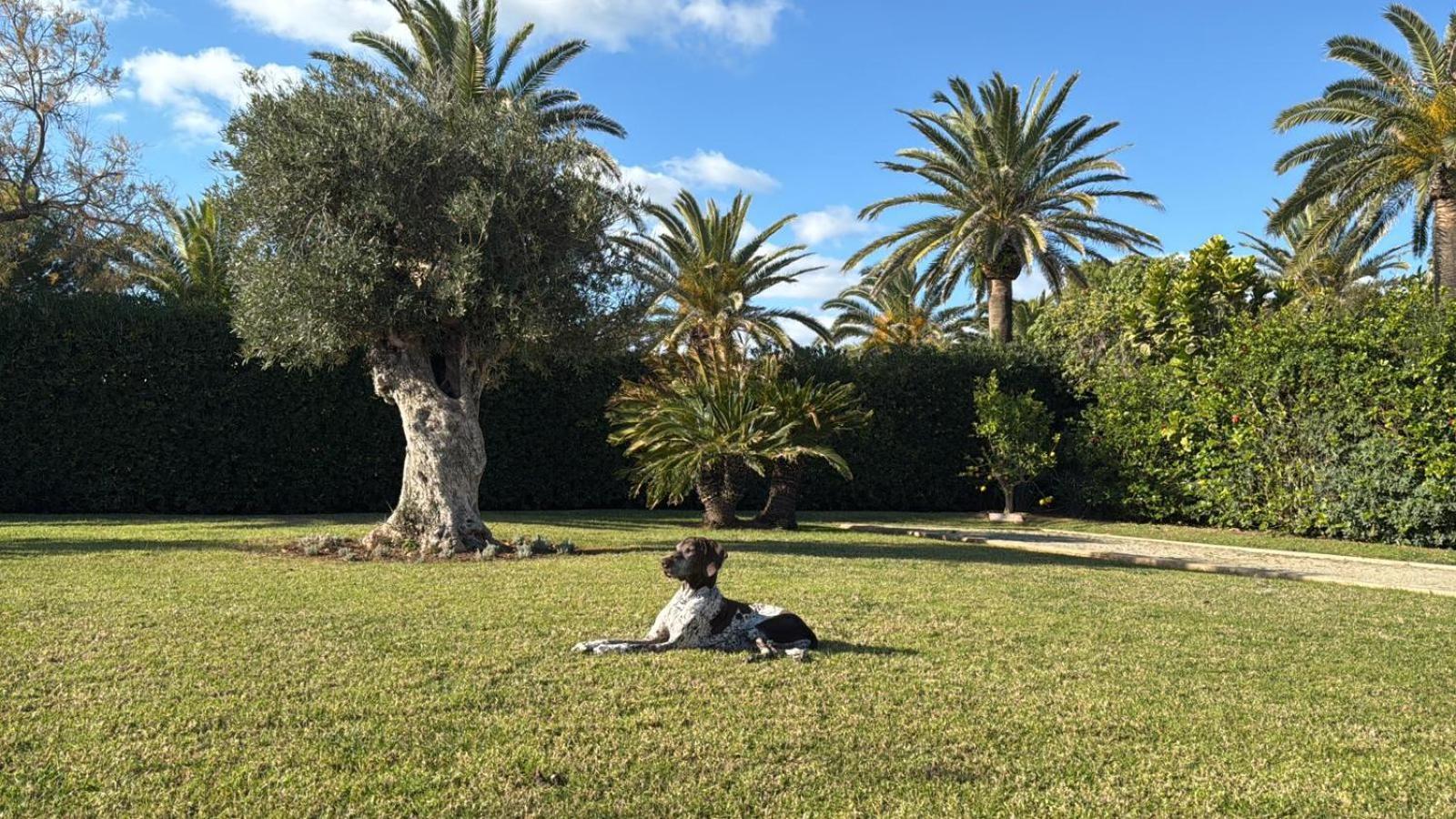La Calma Espectacular Villa Con Jardin Y Piscina En Menorca S'Algar Eksteriør bilde