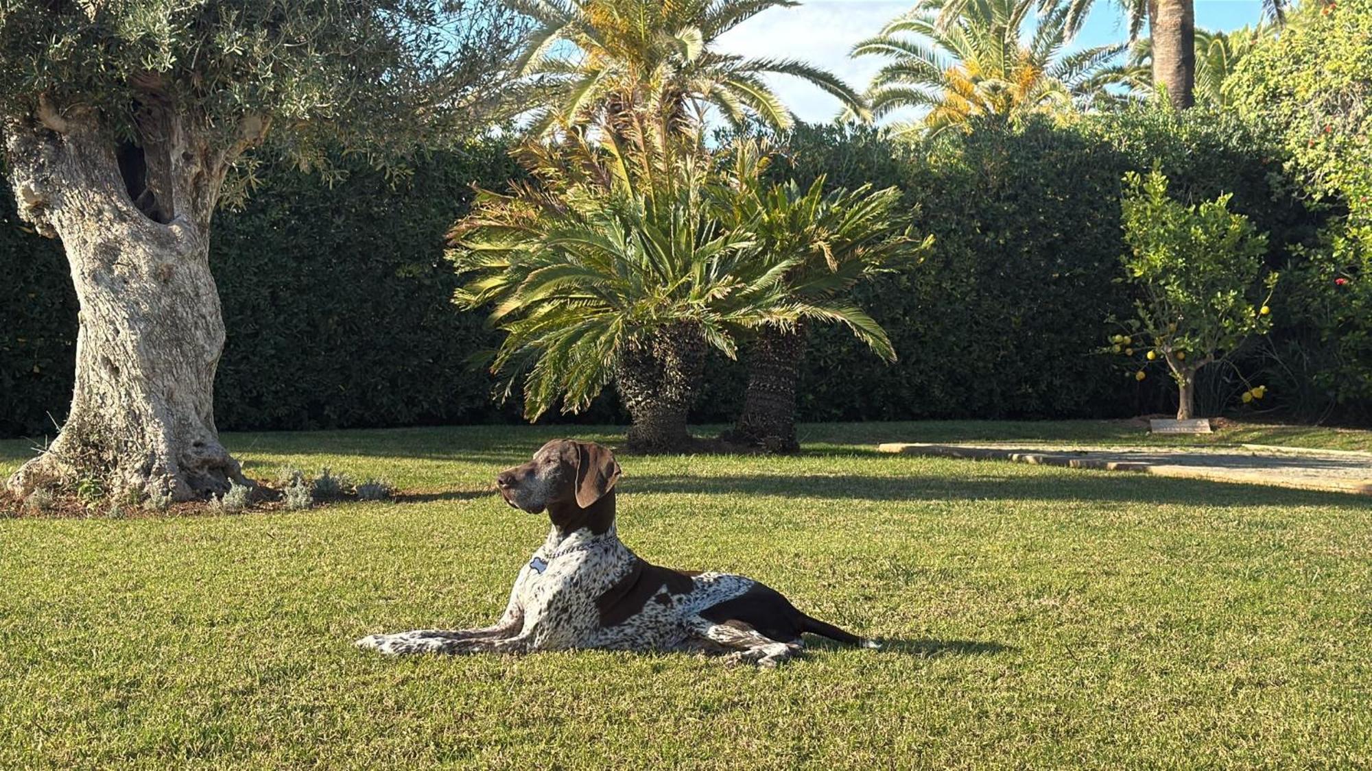La Calma Espectacular Villa Con Jardin Y Piscina En Menorca S'Algar Eksteriør bilde